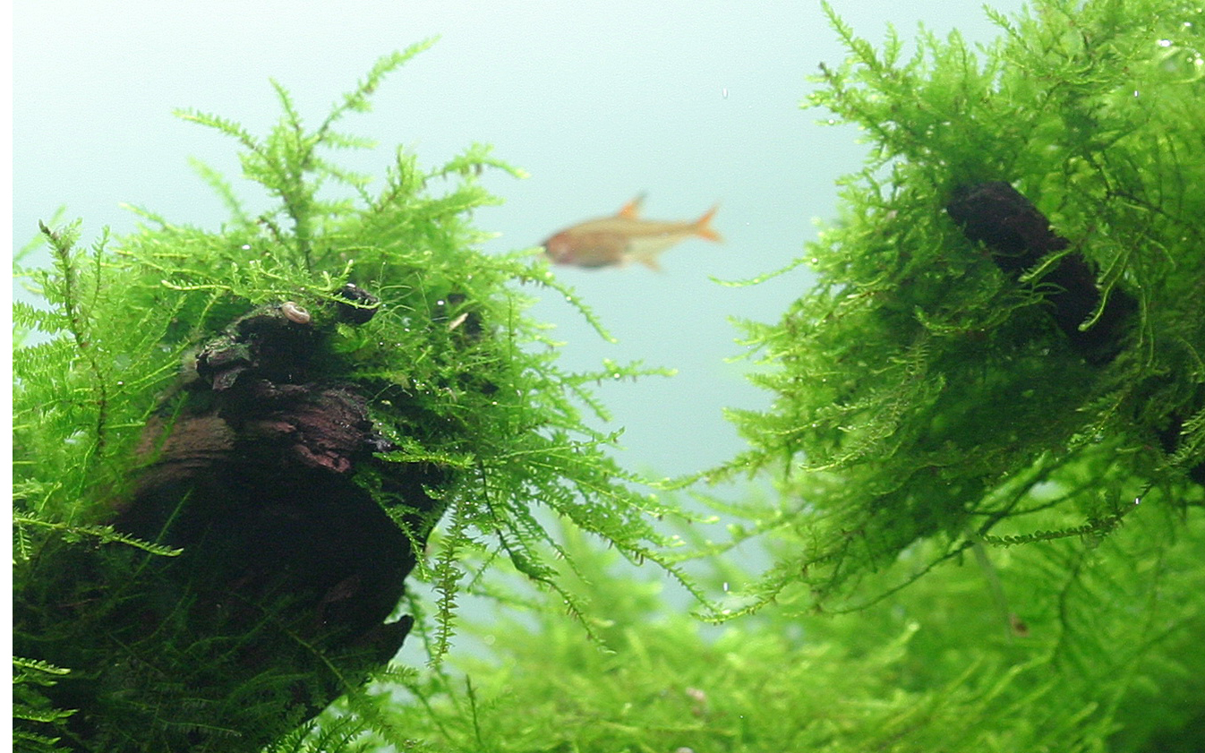 Taxiphyllum barbieri 'Bogor Moss' - Javamoos - Portion Taxiphyllum barbieri 'Bogor Moss' - Javamoos - Portion