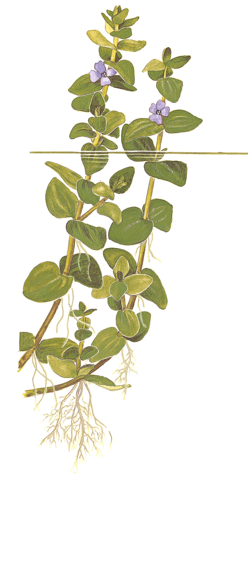 Bacopa caroliniana - Großes Fettblatt - in Vitro