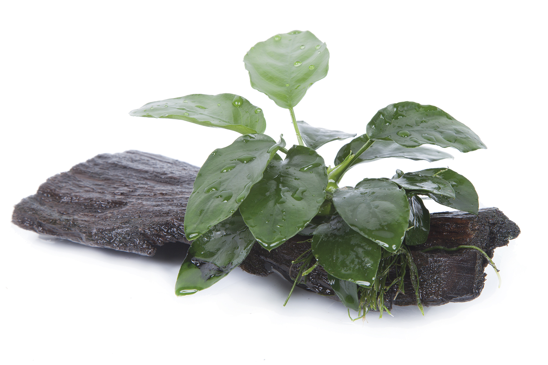 Anubias barteri var. nana - auf Wurzel Anubias barteri var. nana - auf Wurzel