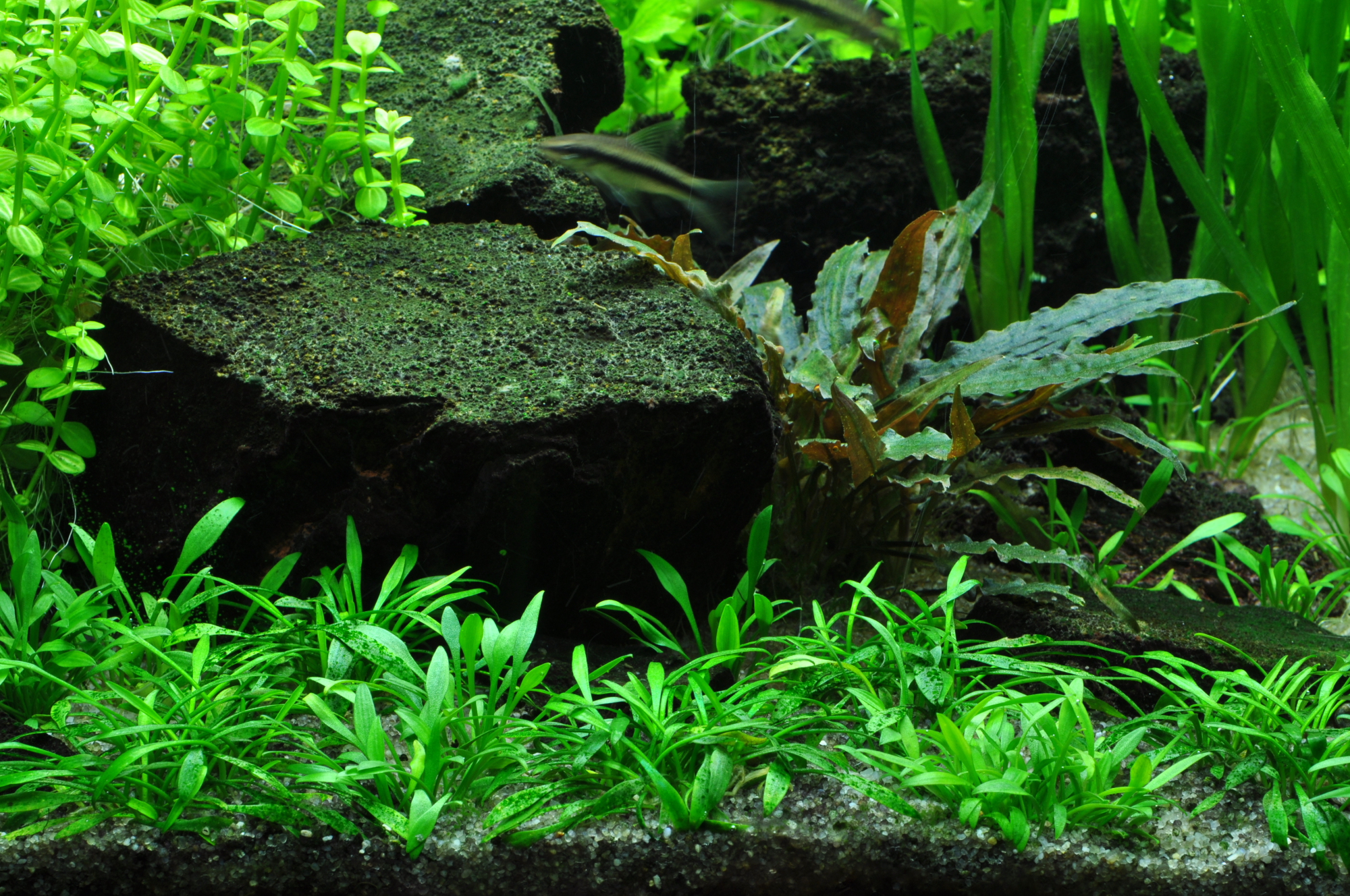 Cryptocoryne parva - kleiner Wasserkelch - in Vitro