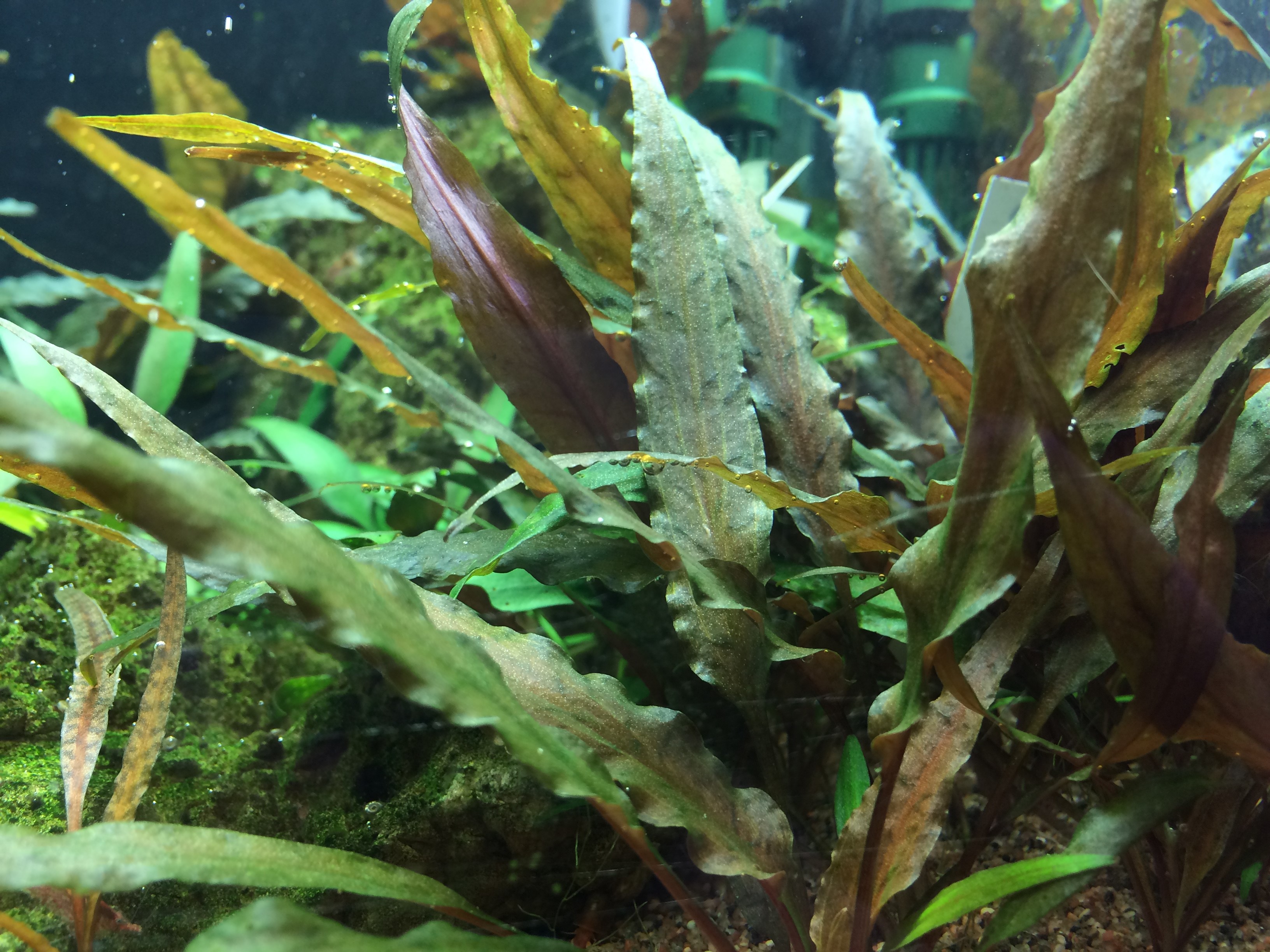 Cryptocoryne undulatus 'Red' - Roter Gewellter Wasserkelch - in Vitro Cryptocoryne undulatus 'Red' - Roter Gewellter Wasserkelch - in Vitro