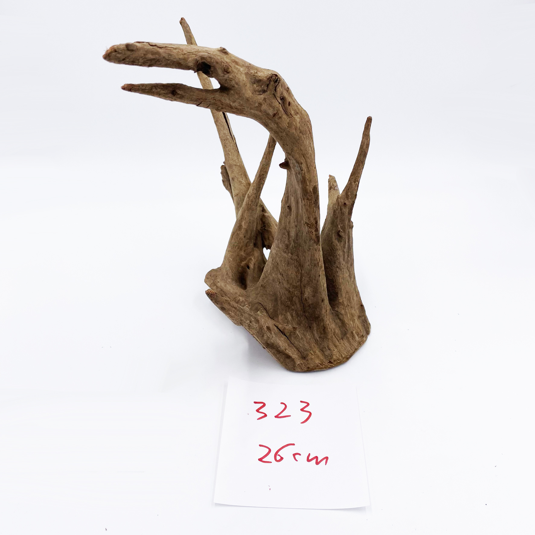 Corbo Root Nano Wurzel - 15 bis 22cm