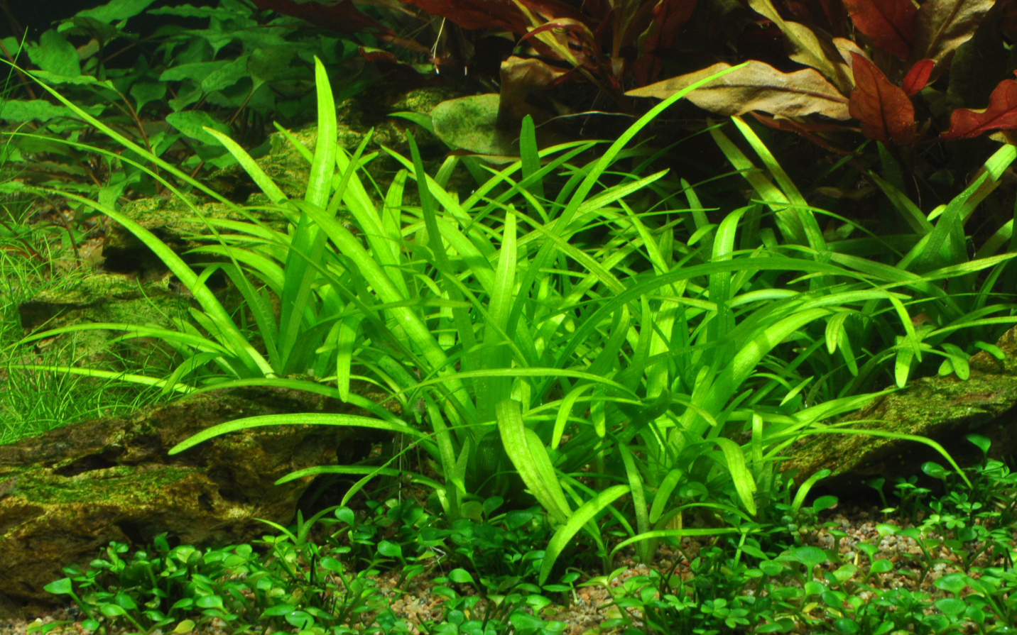 Sagittaria subulata - Kleines Pfeilkraut - im Topf in Einzelverpackung