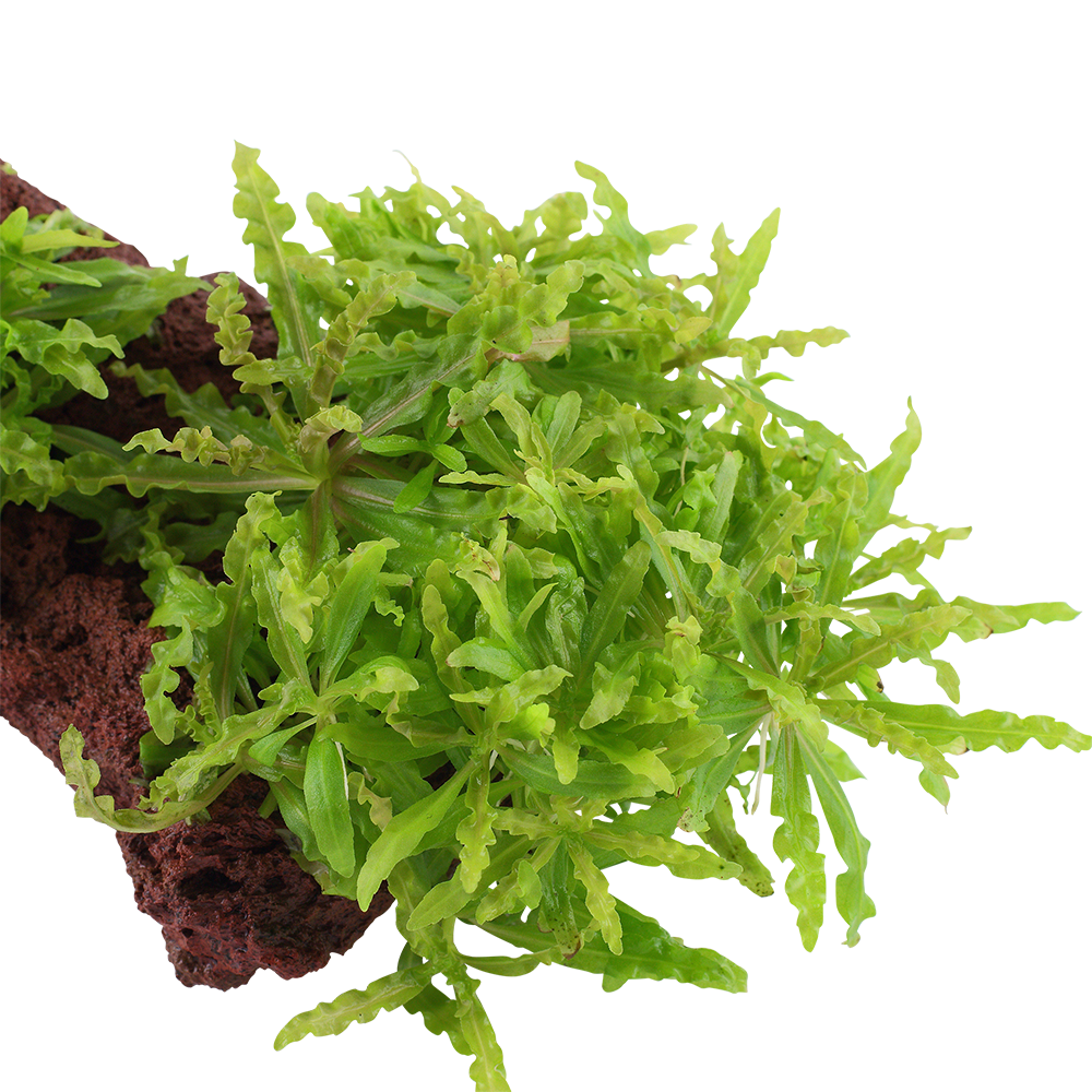 Pogostemon helferi - Kleiner Wasserstern - auf Lavastein Pogostemon helferi - Kleiner Wasserstern - auf Lavastein
